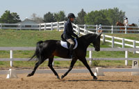 Dressage
